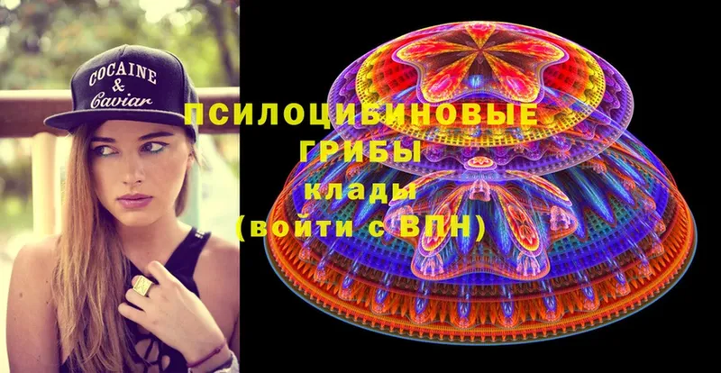 Псилоцибиновые грибы Psilocybe  Россошь 